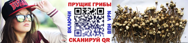 что такое   Серафимович  Галлюциногенные грибы ЛСД 